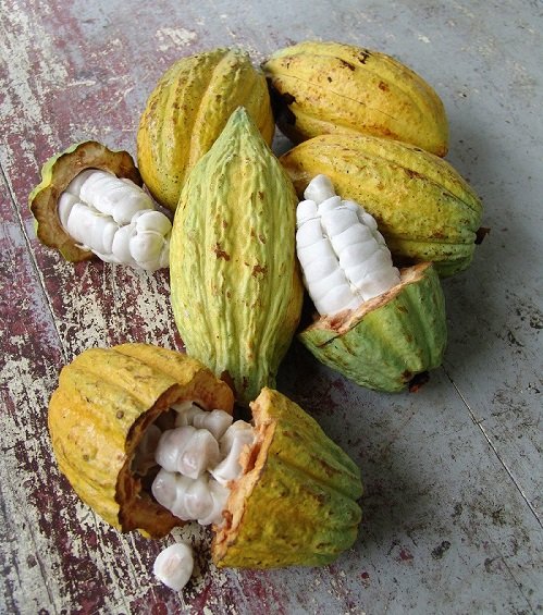 Gold contributes subtantially to Ghana's export earnings