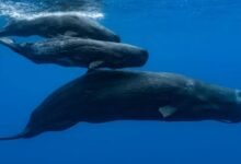 According to conservationists creatures could be extinct before they are discovered