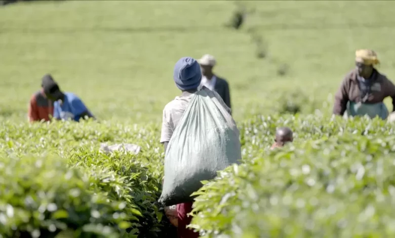 • Kenya is a major producer of tea