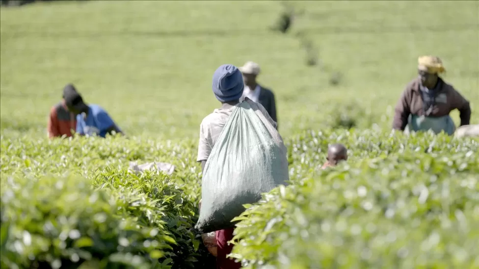 • Kenya is a major producer of tea