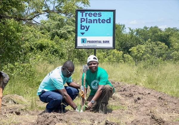 • Mr Gyebi (left) planting a tree seedling