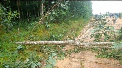 • A portion of the destroyed plantation