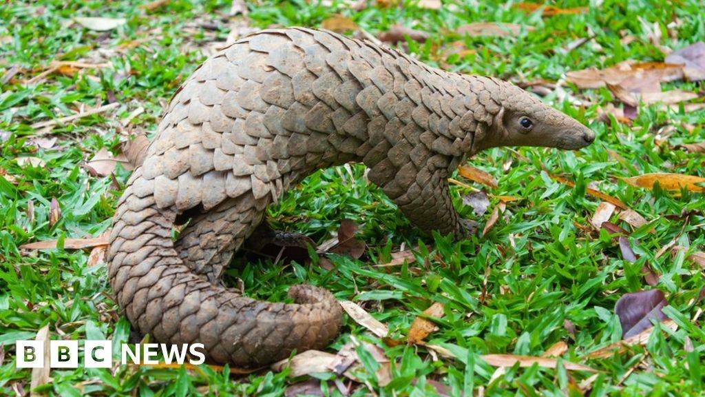 All eight species of pangolin are threatened, with three listed as critically endangered