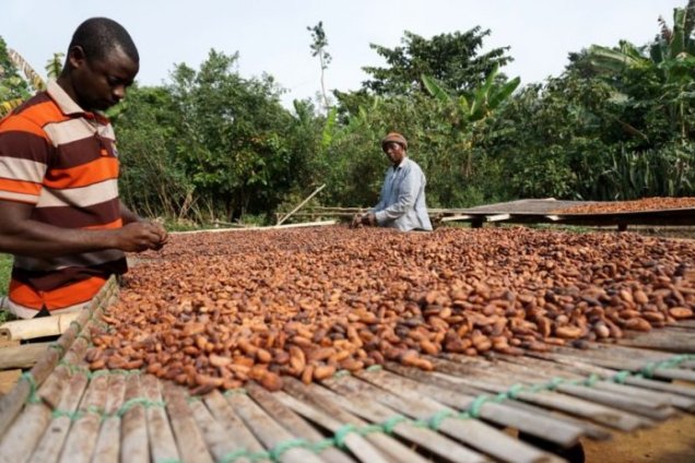 • Ghana's cocoa production has dropped