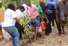 • Mr Aviel Avraham planting the tree to mark the Green Ghana Day Photo: Ebo Gorman