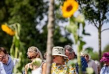 Sunflowers have become a symbol of the disaster because many of the victims ended up in a sunflower field