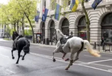 • Horses from the Household Cavalry were seen galloping through central London back in April