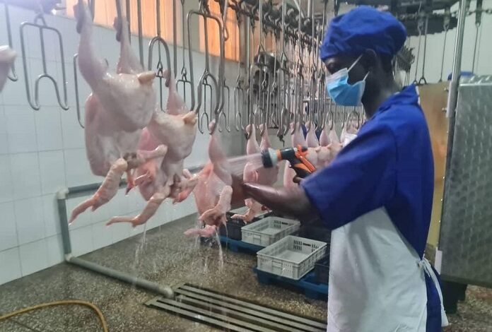 • Some of the fowls being prepared for the market