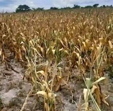 • Lack of rains affecting crops in Northern Ghana