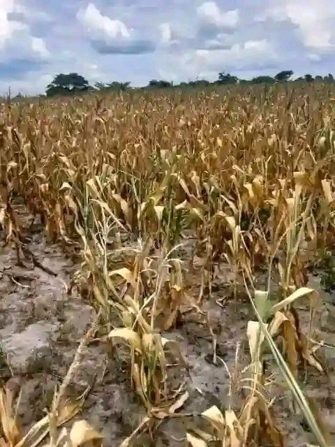 • Lack of rains affecting crops in Northern Ghana