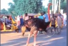 • People were filmed gathering to watch an ostrich that had escaped from the zoo, but has been recaptured