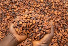 • Cocoa beans