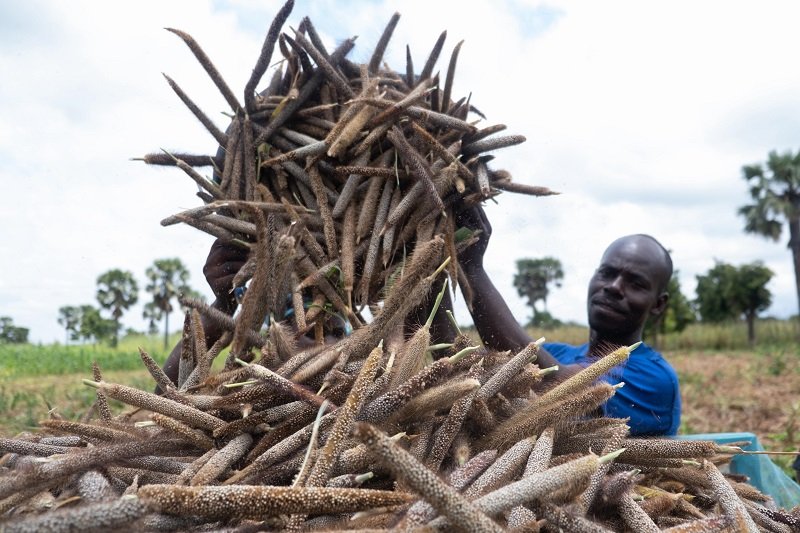 • Harvesting of a millet field in Bukpunguru Nankpanduri District. Photo: FAOGeorge Koranteng