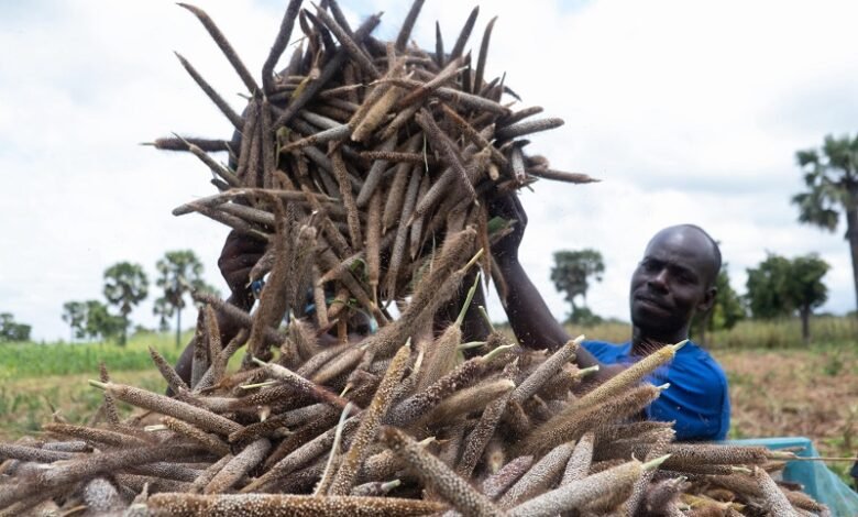 • Harvesting of a millet field in Bukpunguru Nankpanduri District. Photo: FAOGeorge Koranteng