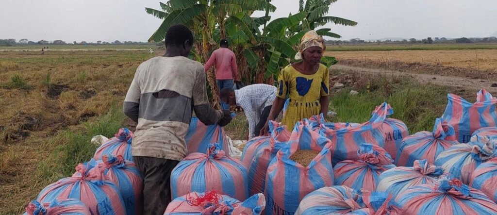 • Farmers harvesting their yields