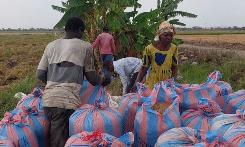 • Farmers harvesting their yields
