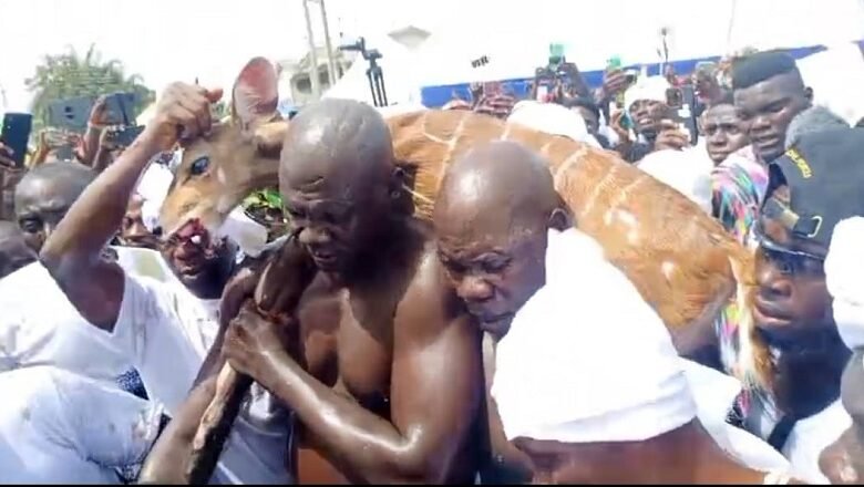 • One of the Asafo companies with a catch