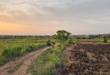 • The Weija Irrigation farm land