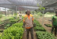 • Joseph Abugri Talata being conducted through the seedlings farm of Edward Yara at Kadognia