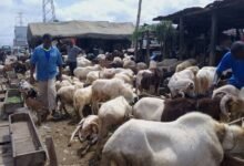 Rams and cattle on sale at Circle