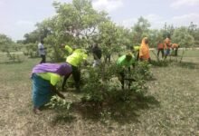 Farmers at Navio-Samwo working on protecting the shrubbs