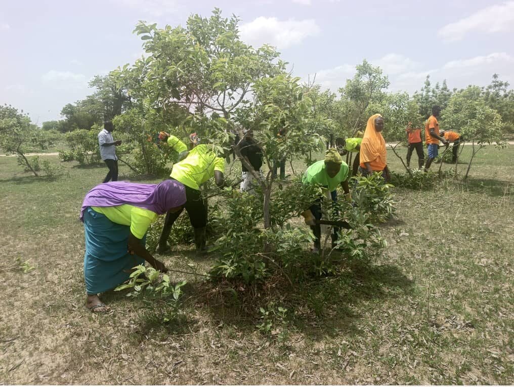 Farmers at Navio-Samwo working on protecting the shrubbs