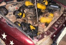 • The weed substances concealed in the engine of the car