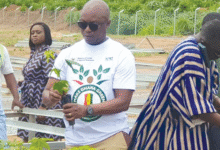 • Dr Hugh Brown and Ms Mapanda inspecting some seedlings at the programme