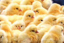 • Day-old chicks