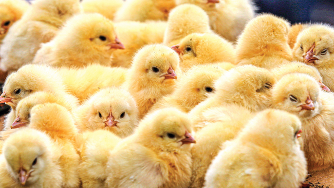 • Day-old chicks