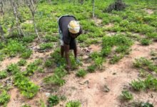 A woman assessing the deteriorating state of her groundnut farm