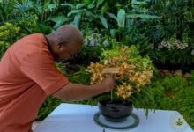 • President Mahama labelling a flower