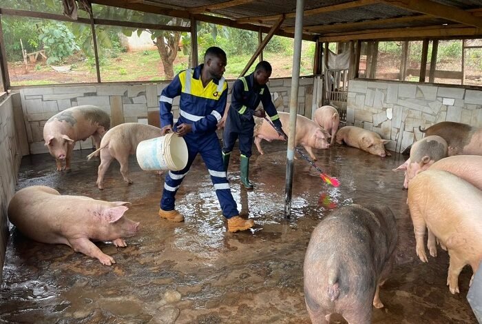 • Jeff Nsia working in his piggery