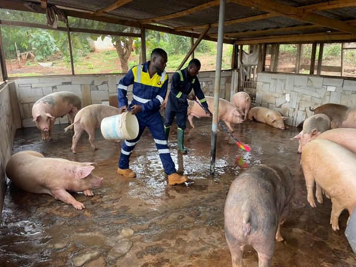 • Jeff Nsia working in his piggery