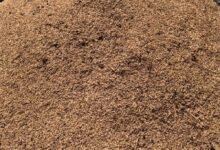 • A farmer drying heaps of paddy rice