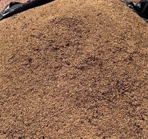 • A farmer drying heaps of paddy rice