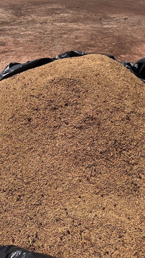 • A farmer drying heaps of paddy rice