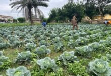 Prison officers and inmates at work on a vegetable farm