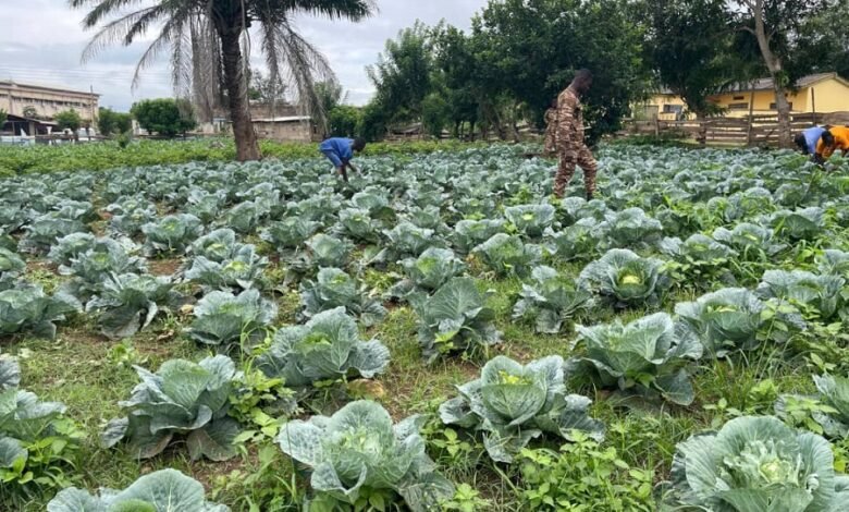 Prison officers and inmates at work on a vegetable farm