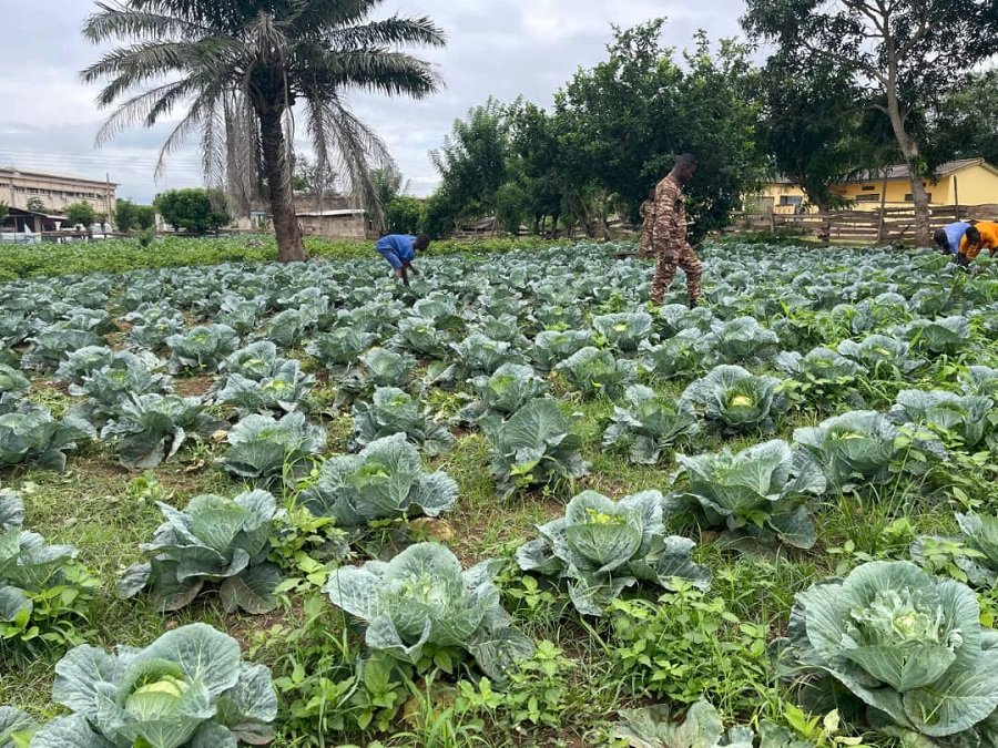 Prison officers and inmates at work on a vegetable farm