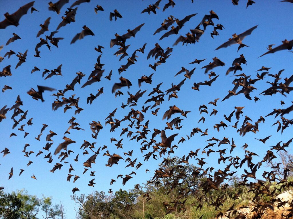 • A colony of bats