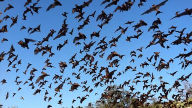 • A colony of bats