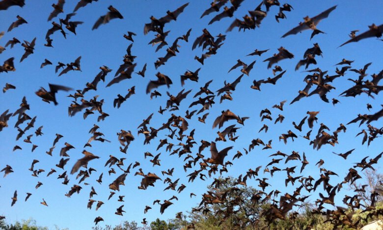 • A colony of bats