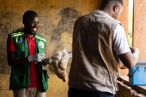 A Veterinary Officer prepares to vaccinate a poultry bird against Newcastle disease