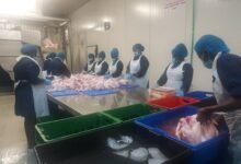 Factory workers processing and packaging chicken for the market