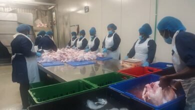 Factory workers processing and packaging chicken for the market