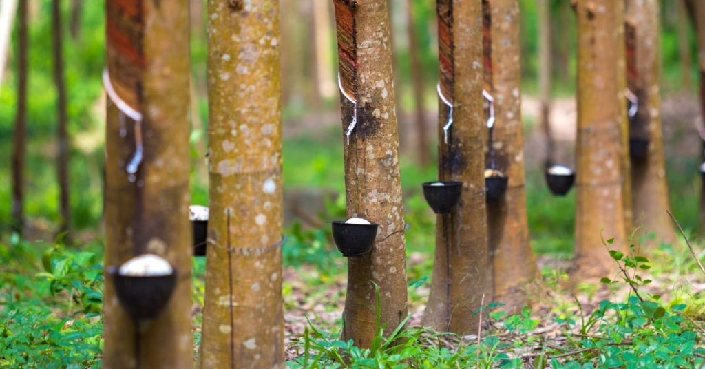 • Rubber tree bowl filled latex