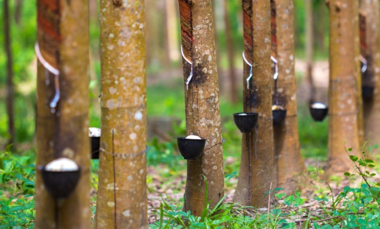 • Rubber tree bowl filled latex