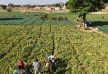 Tomato farmers at work
