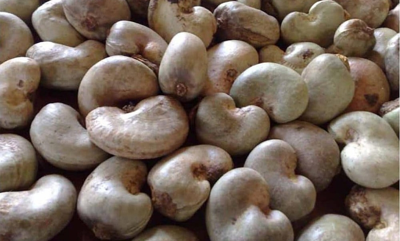 • The Cashew seed